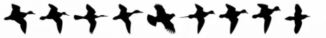 Birds Flying