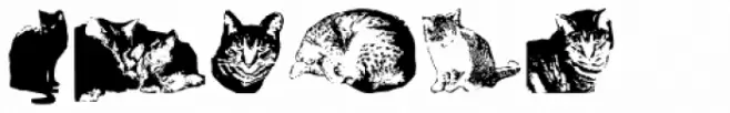 Cat E Poultry