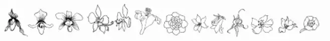 Flower Sketch
