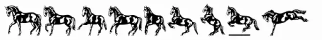 Linotype Dressage