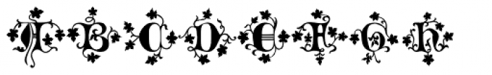 Mandragora