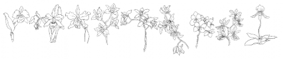 Orchids