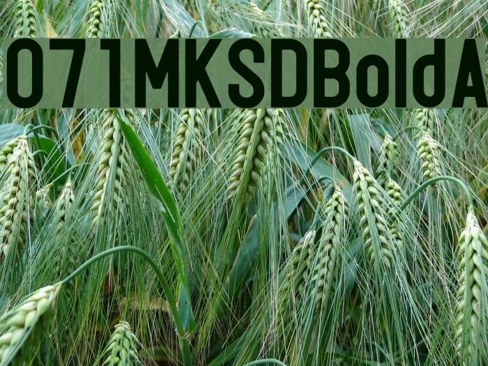 071MKSDBoldA Example 3