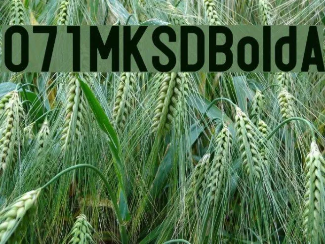 071MKSDBoldA Example 3