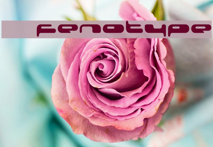 08 02 03 Fenotype Font examples