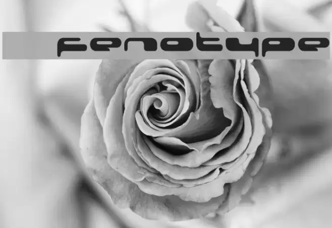 08 02 03 Fenotype Font examples