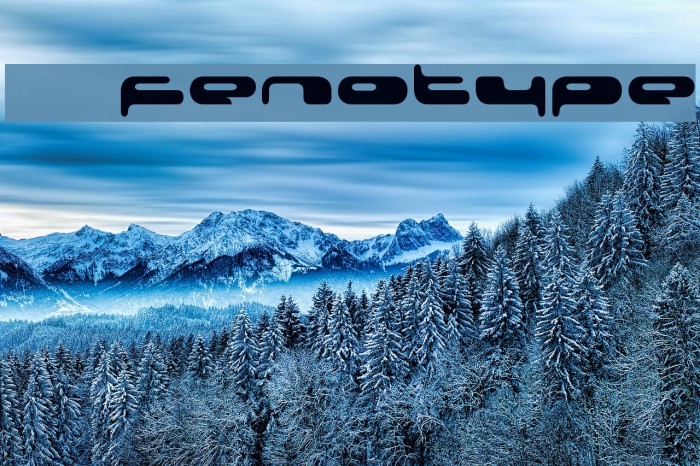 08 02 03 Fenotype Font examples