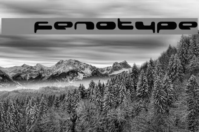 08 02 03 Fenotype Font examples