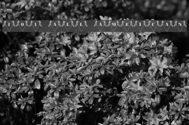 101! All American フォント examples