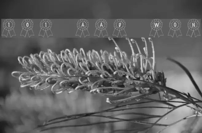 101! Awards Won Font examples