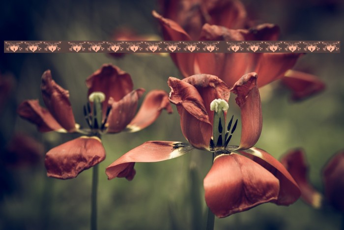 101! Dezigner HeartZ Example 1