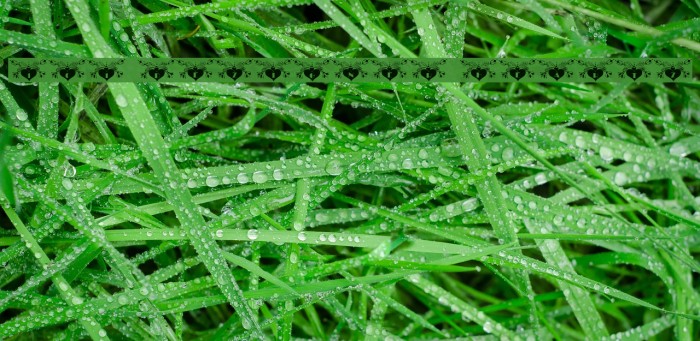 101! Dezigner HeartZ Example 2