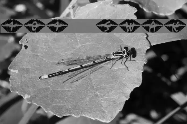 101! SWAK Fonte examples