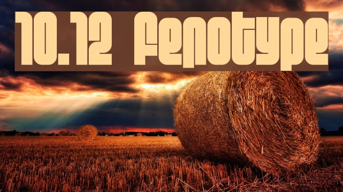10.12 fenotype Fonte examples