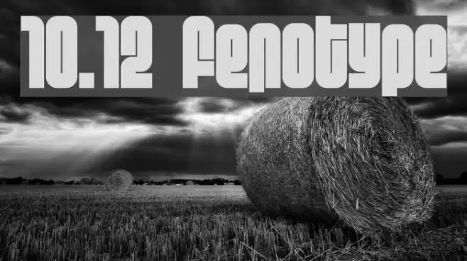 10.12 fenotype Font examples