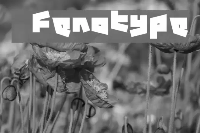 12.19 Fenotype फ़ॉन्ट examples