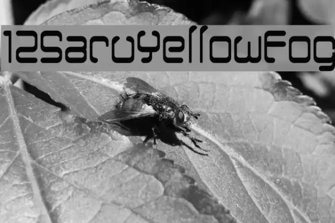 12SaruYellowFog フォント examples