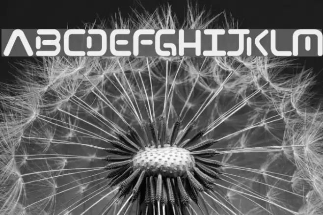 13_Roshi Fuentes examples