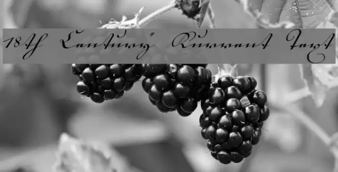 18th Century Kurrent Text Font examples