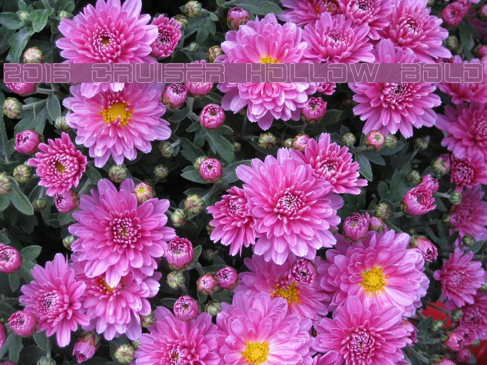 2015 Cruiser Hollow Bold لخطوط تنزيل examples