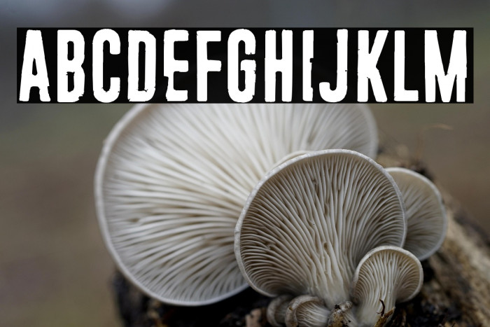 23 Orbiteye Example 2