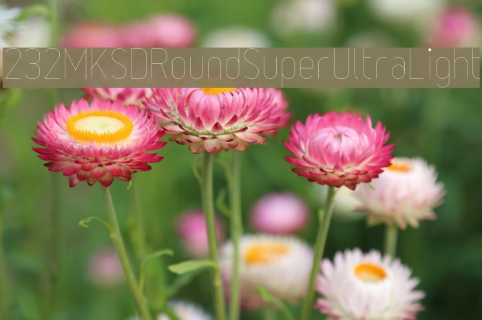 232MKSDRoundSuperUltraLight Example 3