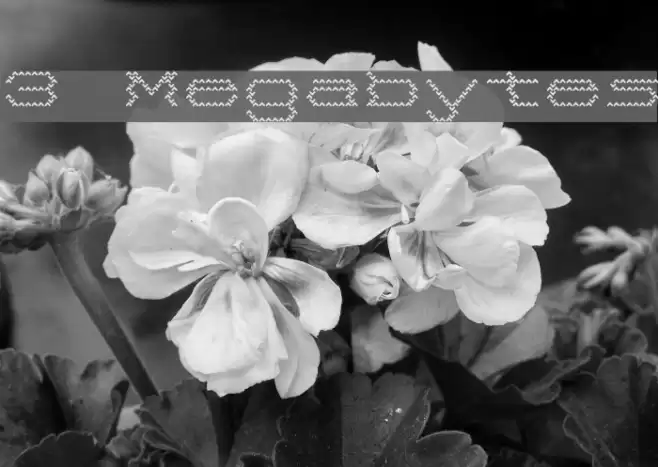 3 Megabytes Caratteri examples