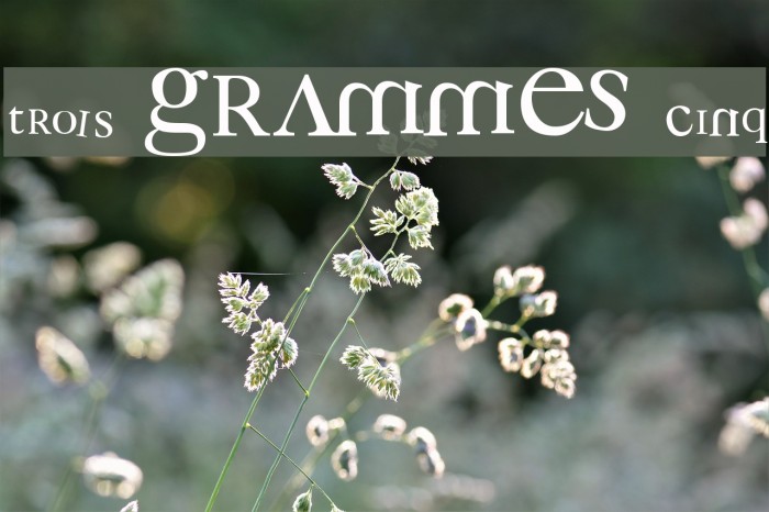 3 grammes 5 Font examples
