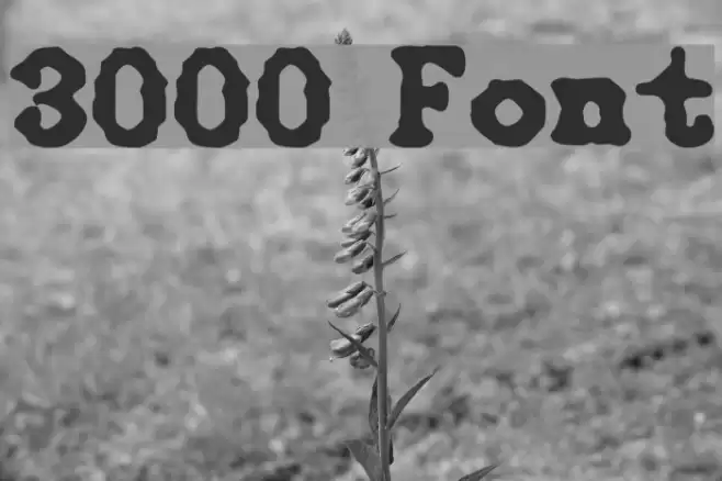 3000 Font examples
