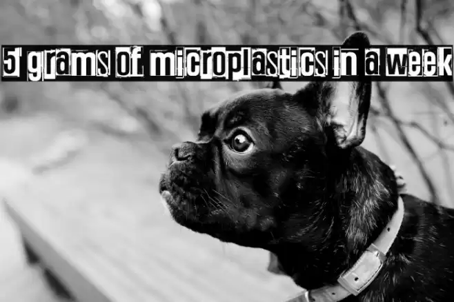 5 grams of microplastics in a week Font examples