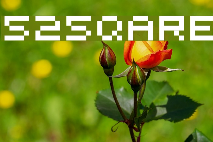 525square Schriftart examples