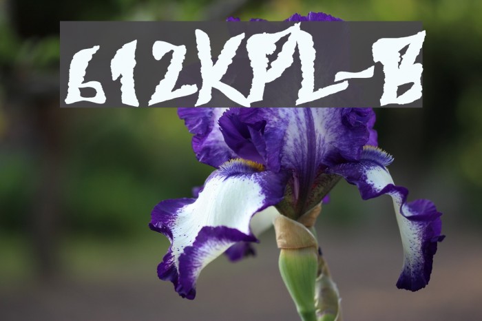 612KosheyPL-Bold Caratteri examples