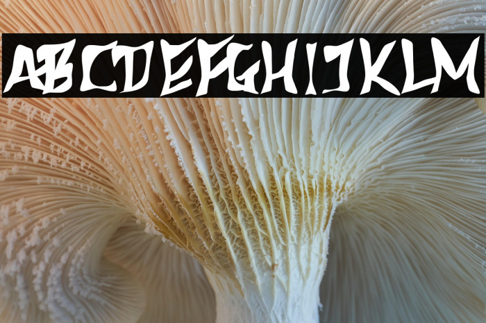 612Koshey(RUS BY LYAJKA) Bold Example 3