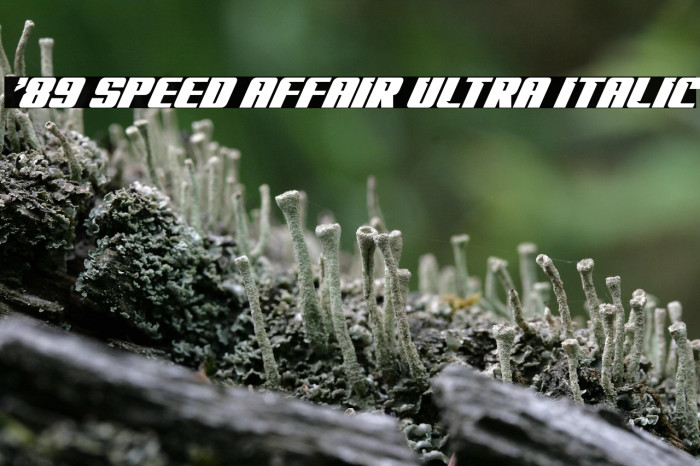 '89 Speed Affair Ultra Italic Example 1
