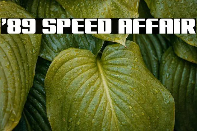 '89 Speed Affair Example 3