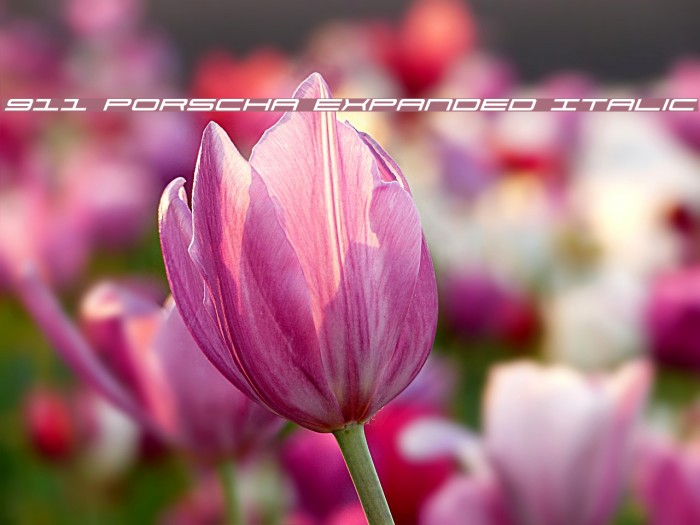 911 Porscha Expanded Italic Example 2