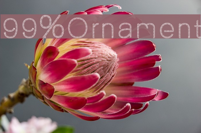 99%Ornament Font examples