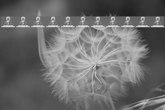 -BRANDON-02 Font examples