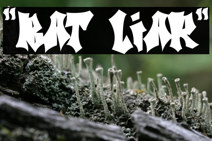 "Bat Liar" Example 1