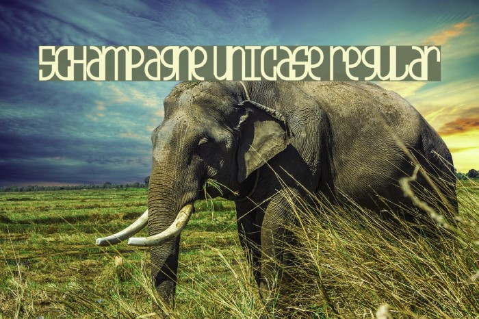 5Champagne Unicase Regular Font examples