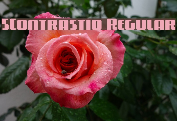 5Contrastio Regular Fonte examples