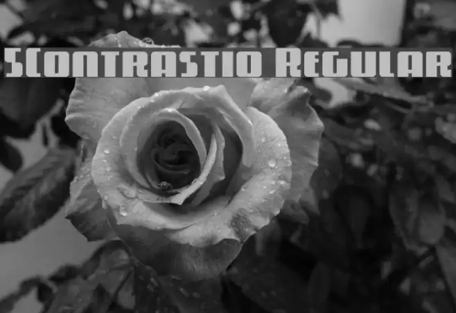 5Contrastio Regular Font examples