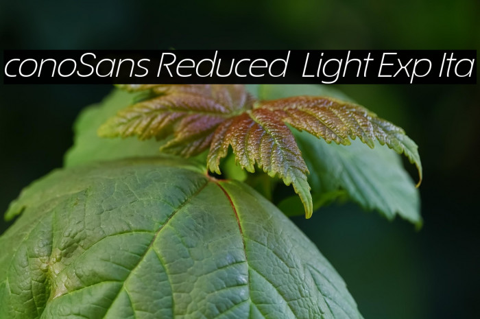 ÉconoSans Reduced 44 Light Exp Ita Example 2