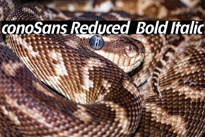 ÉconoSans Reduced 76 Bold Italic Example 1