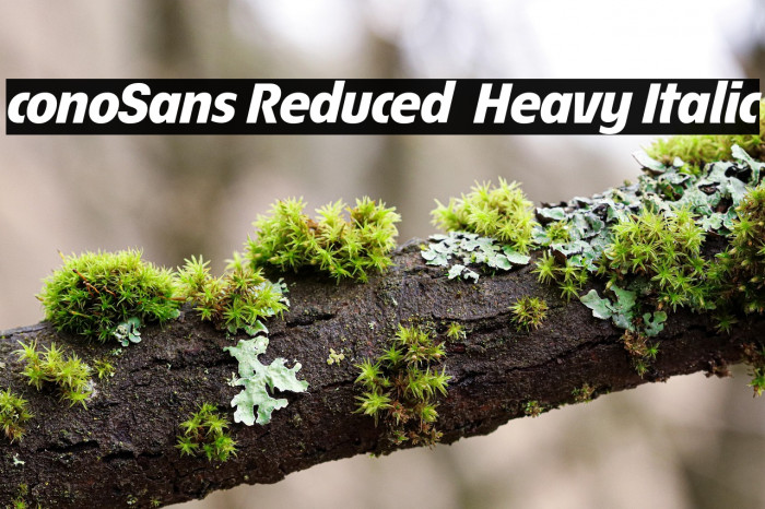 ÉconoSans Reduced 86 Heavy Italic Example 3