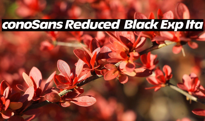 ÉconoSans Reduced 94 Black Exp Ita Example 2