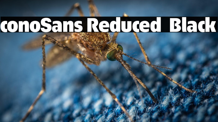 ÉconoSans Reduced 95 Black Example 2