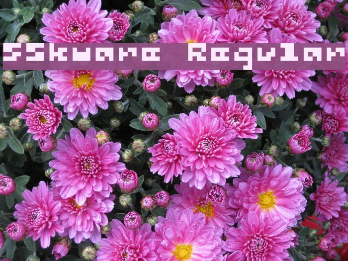 5Skware Regular फ़ॉन्ट examples