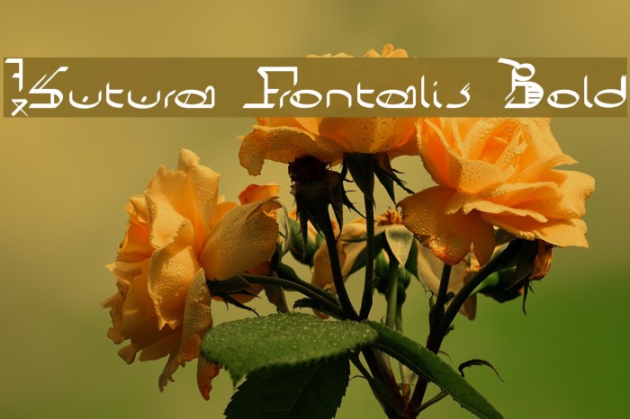 !Sutura Frontalis Bold Font examples
