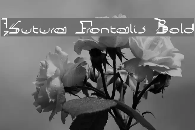 !Sutura Frontalis Bold Caratteri examples